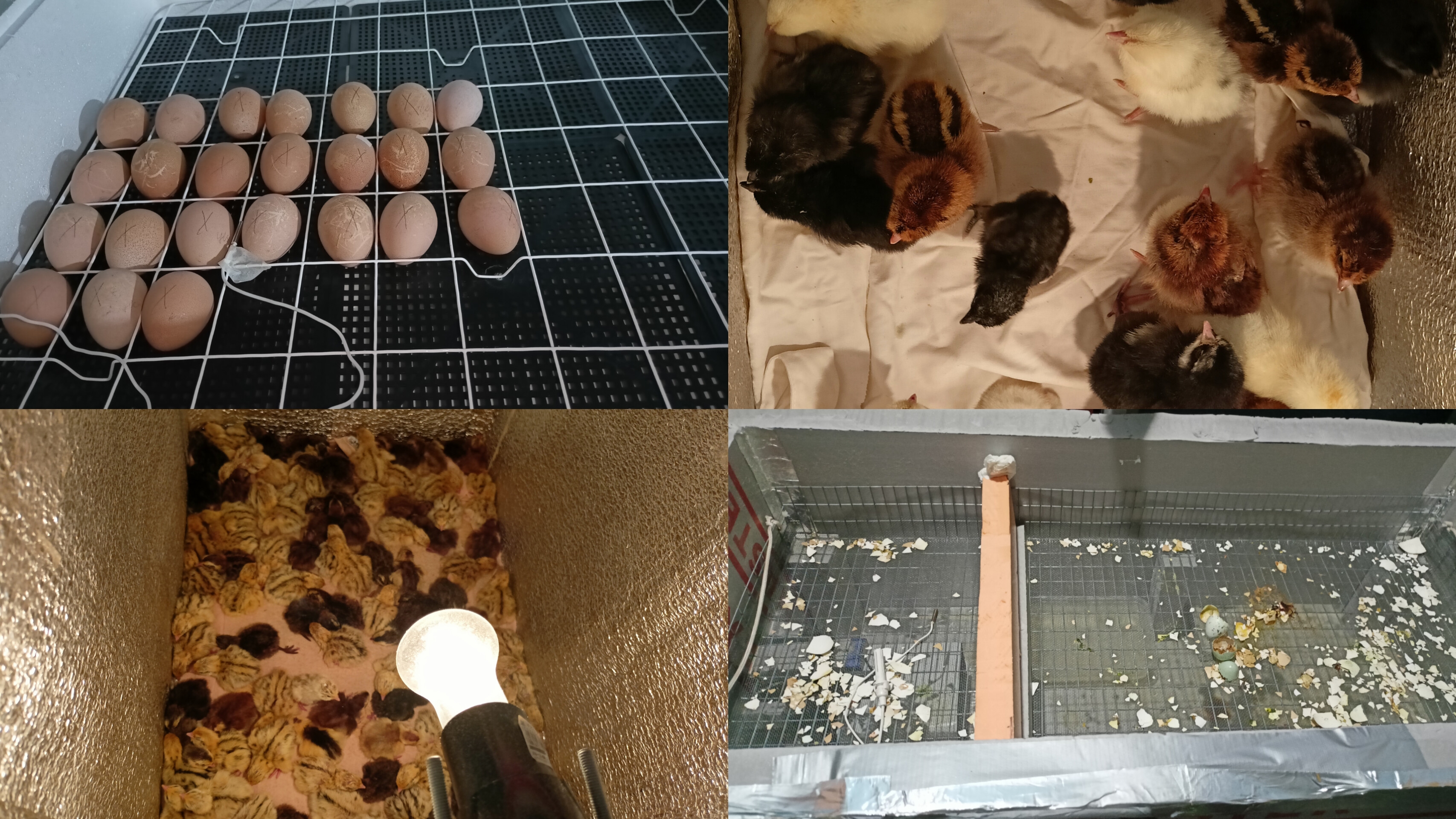 Выводы, мою инкубаторы, цыплята, перепелята, цесарки