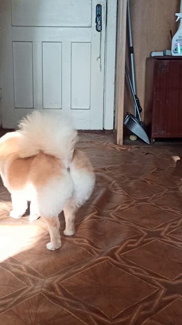 Шпиц Ляля Подстриглась на весну и хвастается причёской! Зоосалон Eteluin г.Краснодон.