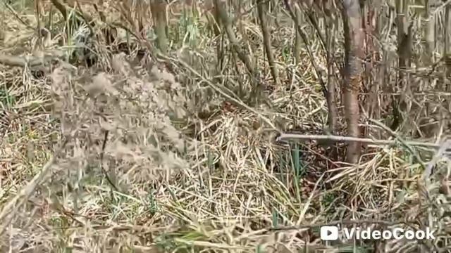 Бобры рядом