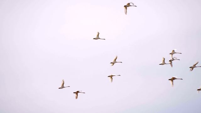 Kalmyk Camel Trophy 2026 официальный тизер