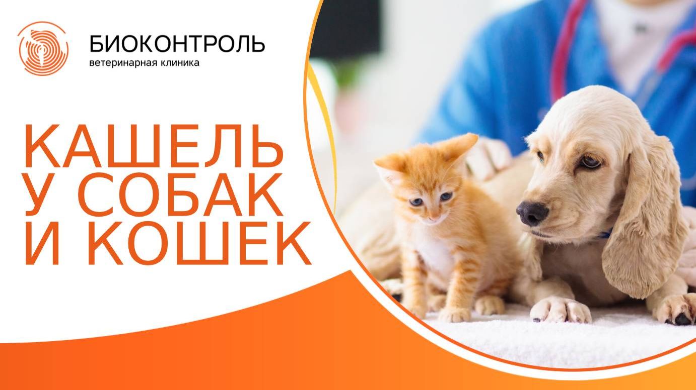 Кашель у собак и кошек