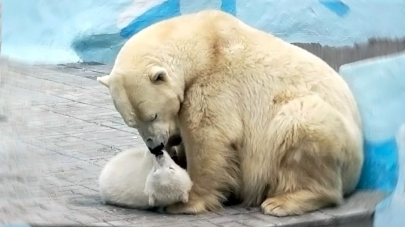 Мама Герда покормила медвежонка, а в благодарность получила поцелуйчики.