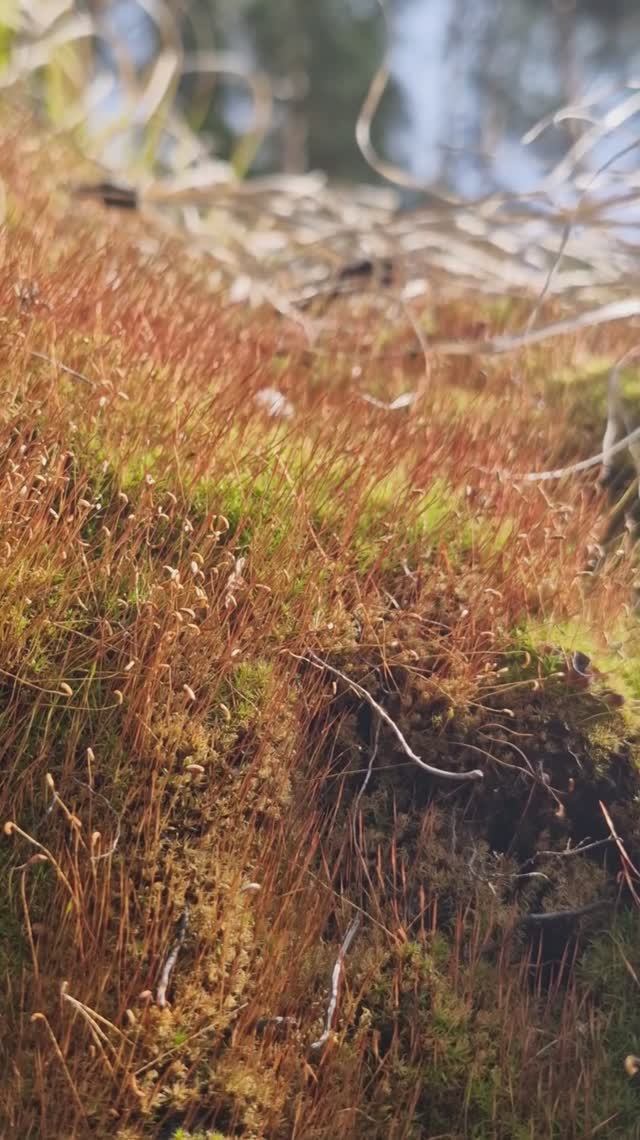 Лесная прогулка в Белокурихе #Алтай