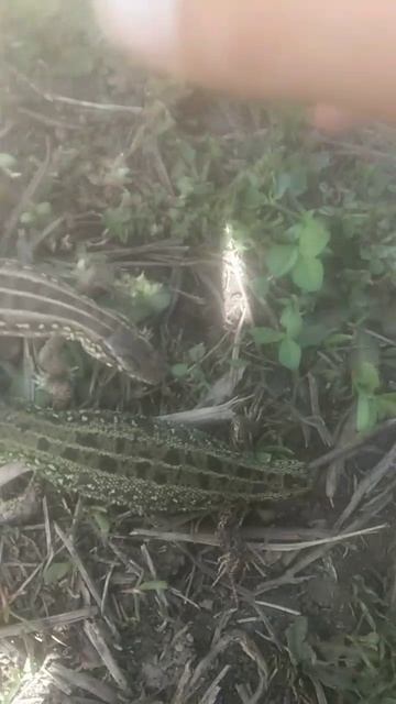 самец и самка прытких ящериц