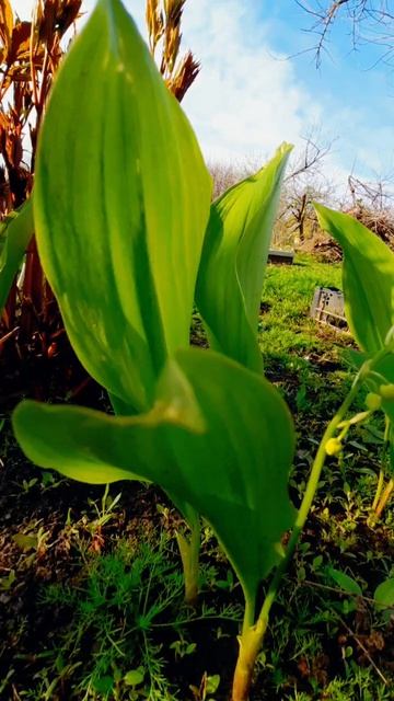 21. 04. 26 #ландыши #весна