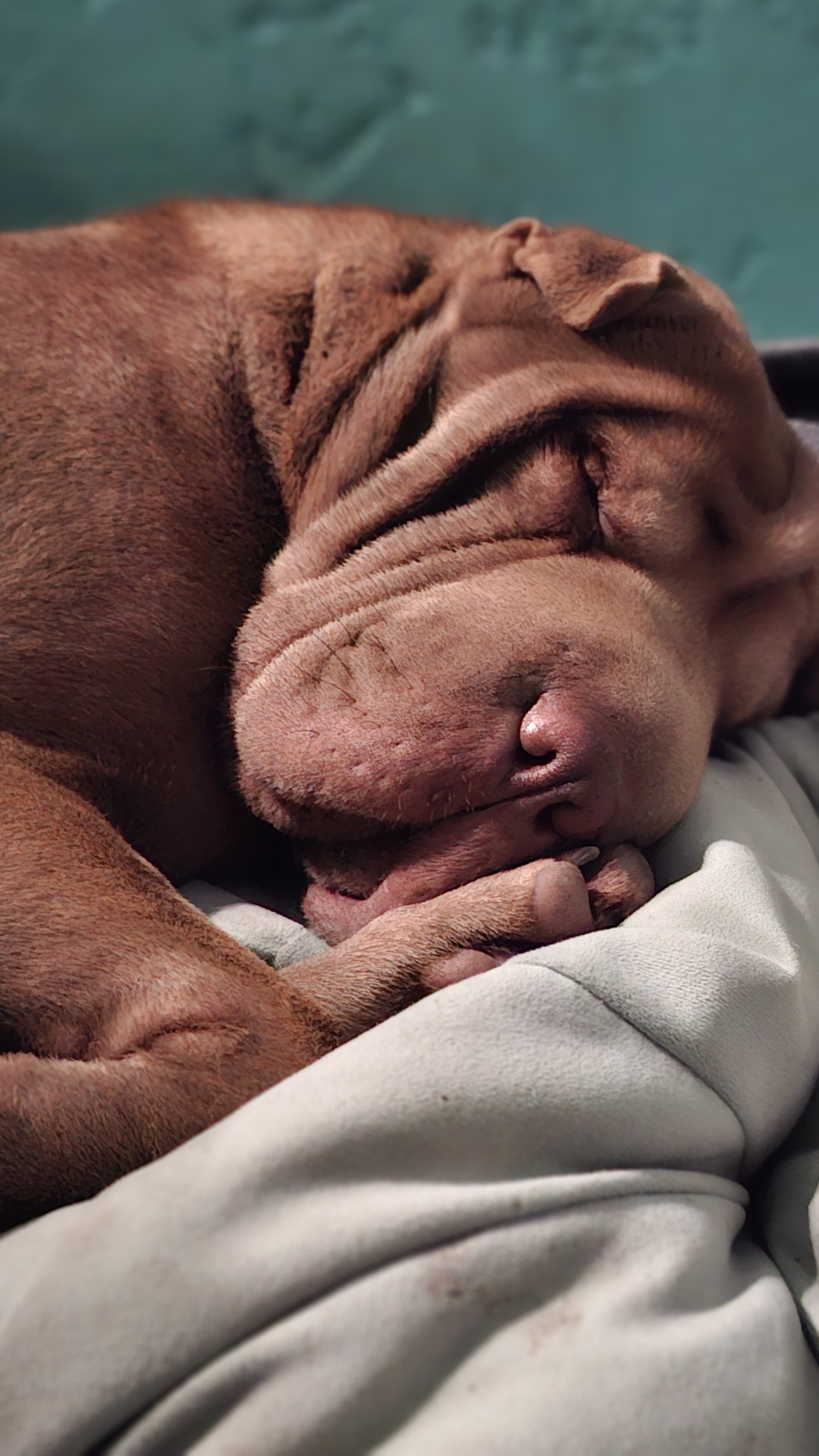 Дачница Бася уработалась и вырубилась💤😁 #шарпей #shorts