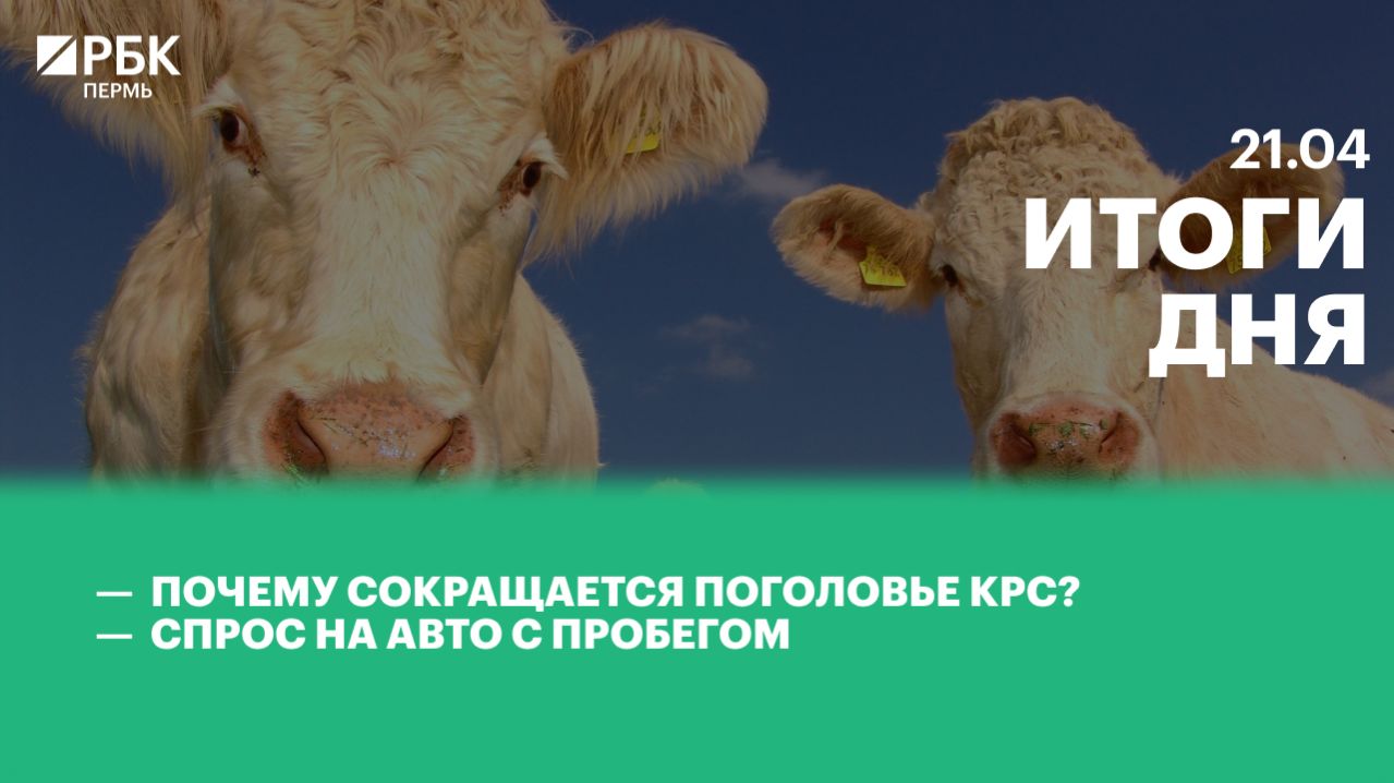 Почему сокращается поголовье КРС? | Спроси на авто с пробегом