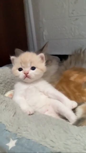 Клип @meowtaverse