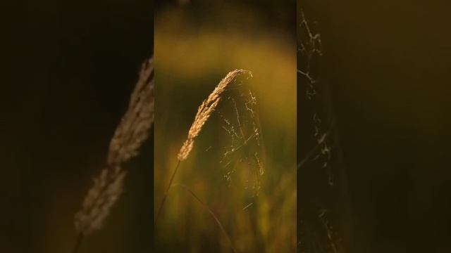 Уходят года