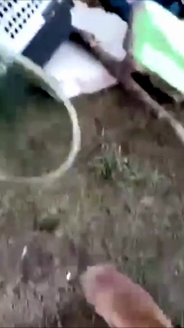 Спасли ондатру