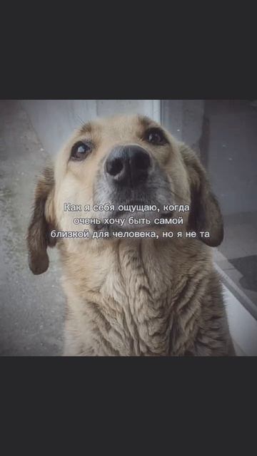 /💗/ - Гав гав...