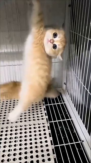 Видео с котятами часть 34