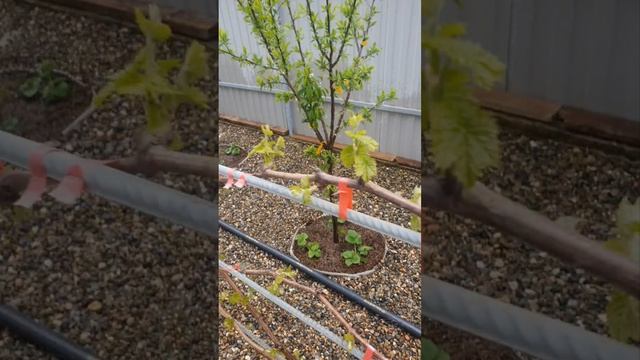 Спасение от небольших возвратных заморозков, либо просто полив. Спрей-труба.