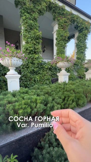 Идеальное растение для цветочницы