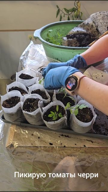 🌱 Пикировка томатов за 10 минут: быстро, просто, эффективно! 🌱