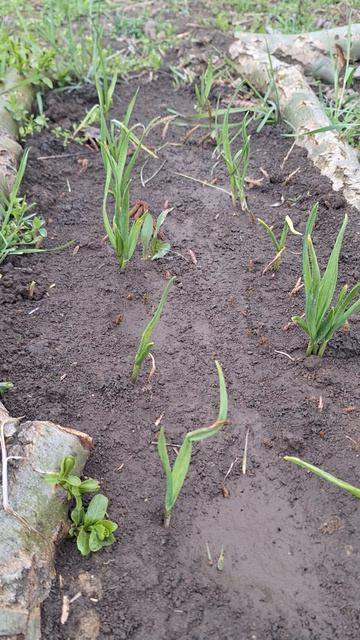 ЛУК растет! Но ЧТО С ЧЕСНОКОМ? 😭