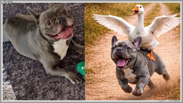 EW2026 - Друг Тонька - Friend Tonka (v052-swing)