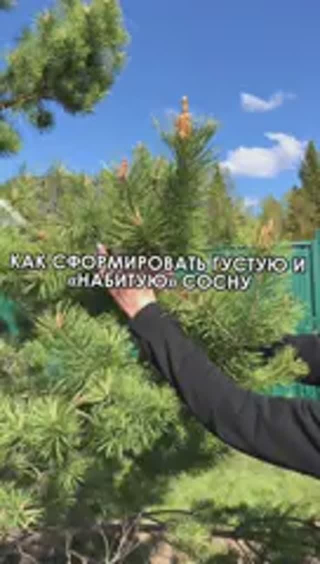 Как сформировать густую и «набитую» сосну