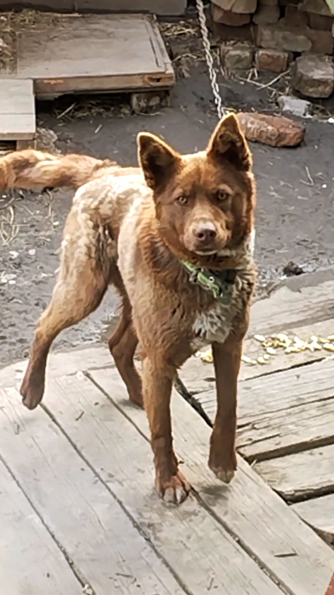 Мишкин, тяжкий труд!😂 Логист – любитель сосисок!🌭 😋 22-04-2026