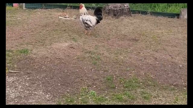 Петухи 1 часть (2 не будет)