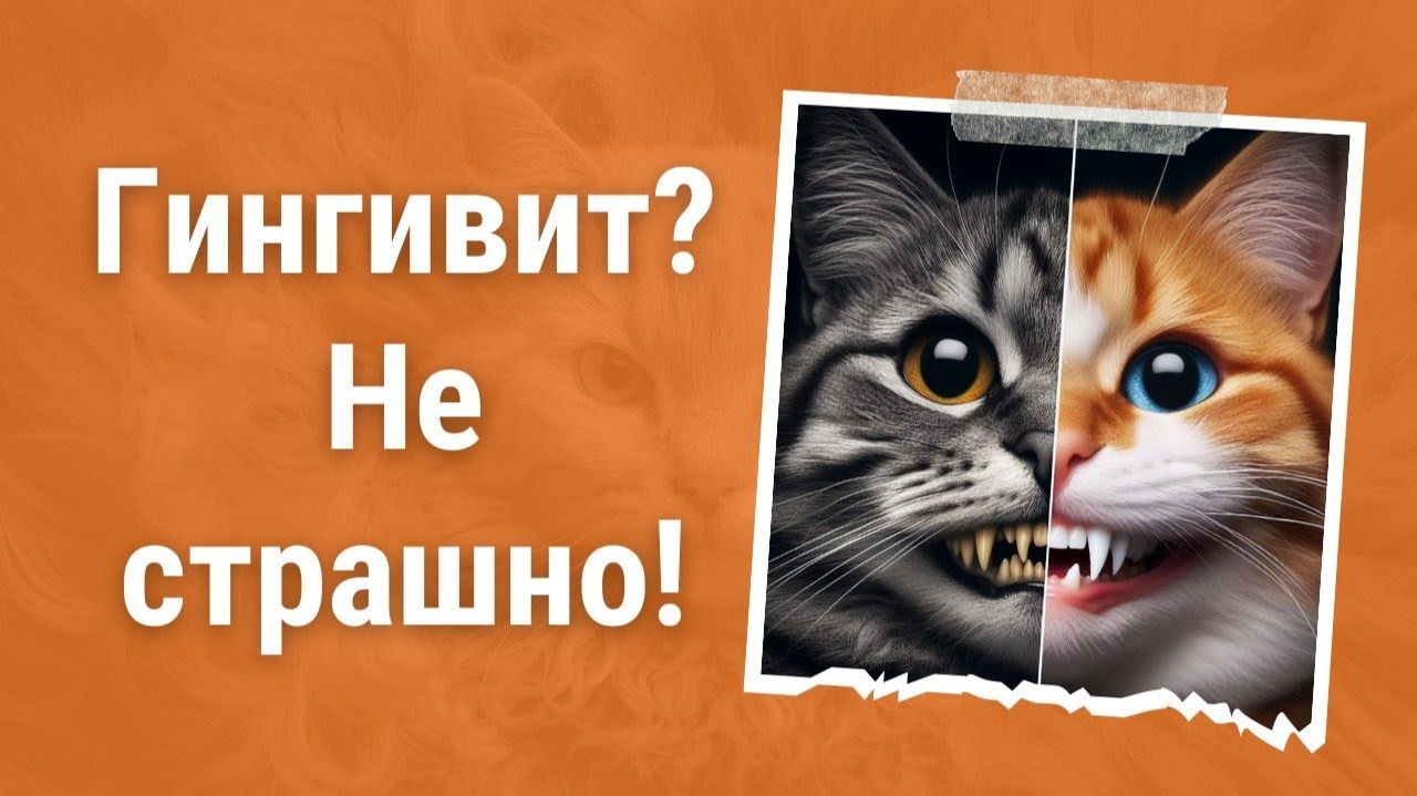 Спасти зубы кошки при гингивите РЕАЛЬНО!  Как?