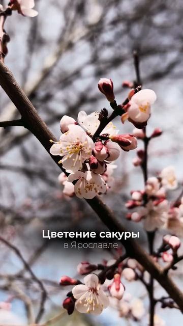 Clip By @yaroslavl.bloger