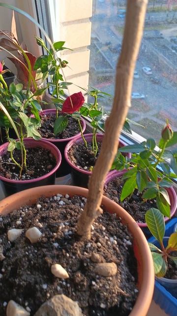 домашние цветы