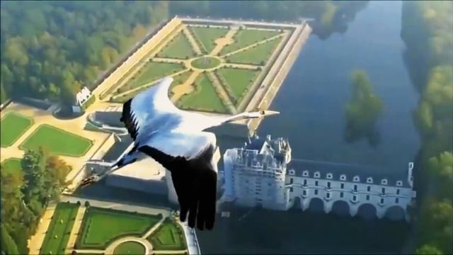 Летящие птицы.