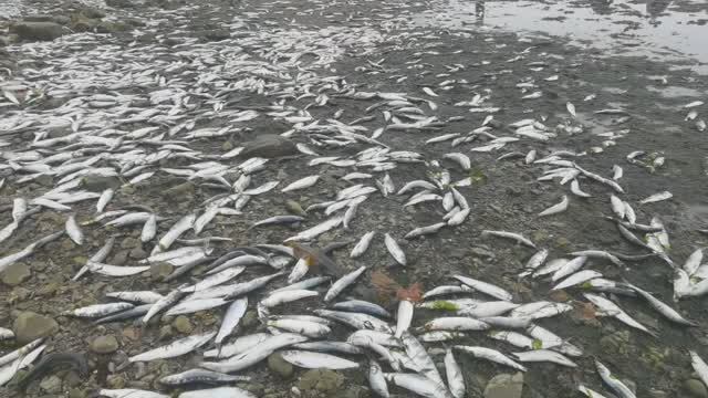 Очень много рыбы / нерест селедки / 20 апреля 2026 года / остров Сахалин