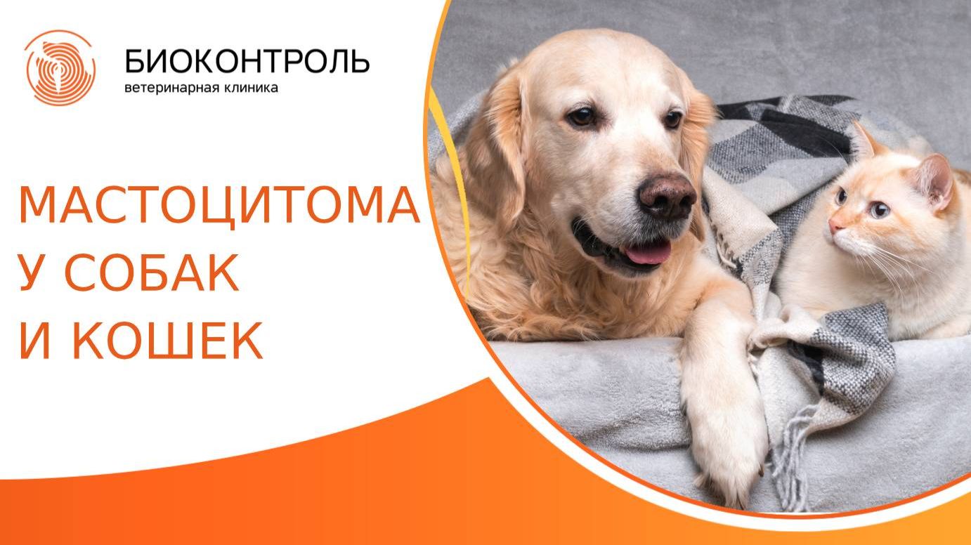 Мастоцитома у собак и кошек