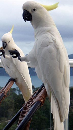 Большие желтохохлые какаду (Cacatua galerita galerita) на острове Гамильтон