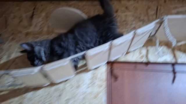 Герцег Бен Кислер Кэт