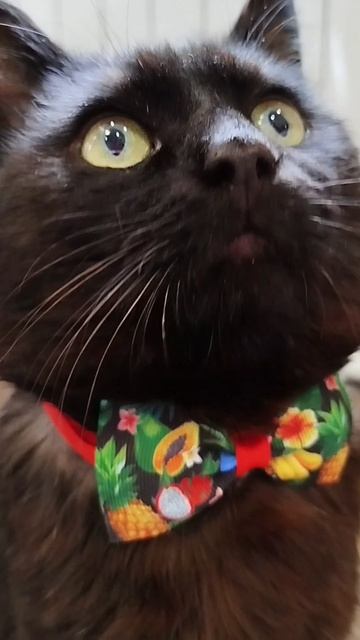 #село #кот #черныш #животные #голос #мысли #мысливслух #cat