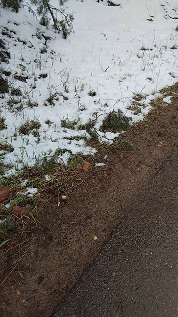 Трава и снег.