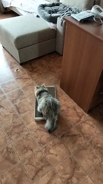 Кошке очень нравится эта когтедралка!❤️