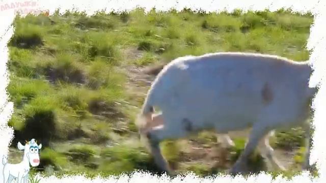 Домашние животные и их детеныши Развивающие мультики для детей