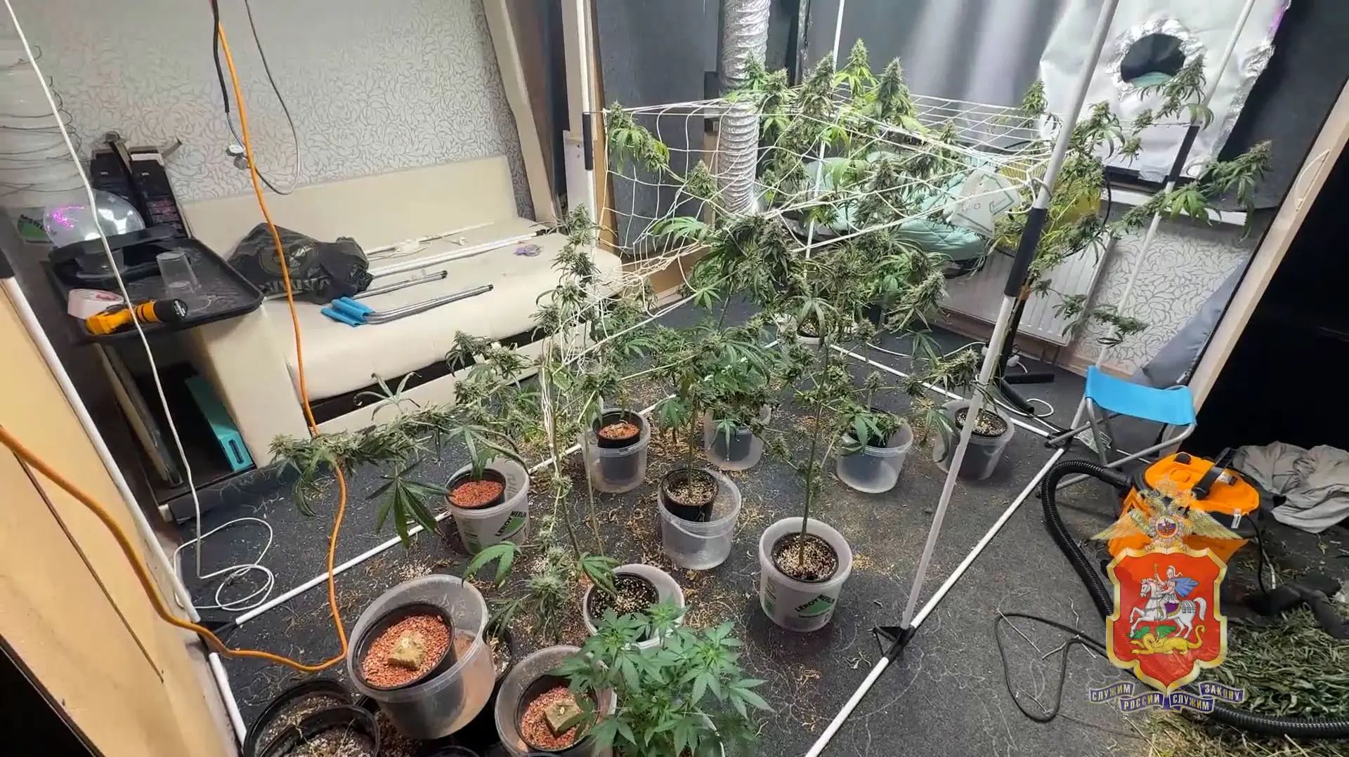 В Красногорске полицейские задержали мужчину, который в арендованной квартире выращивал коноплю