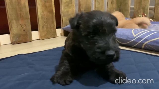 Шотландский терьер