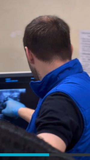 К нам привезли лошадь с инородным телом в шее