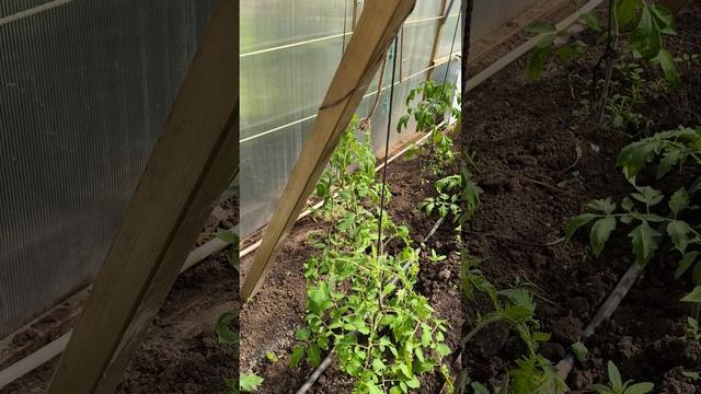 21 апреля #теплица #дача #садоводничество #огород #уходзатеплицей