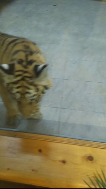 Тигр в парке