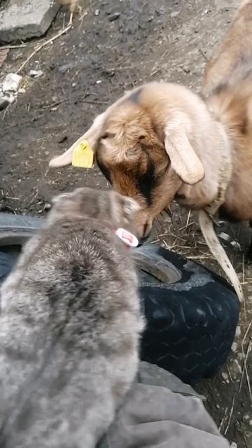 Я вас боюсь