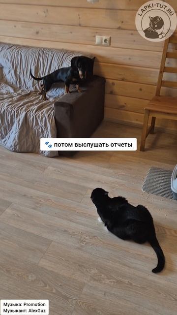 Кот-босс Тайсон передаёт мудрость юной таксе Дори 😉

#лапкитут #котбосс #питомцы #обучение #таксыпра