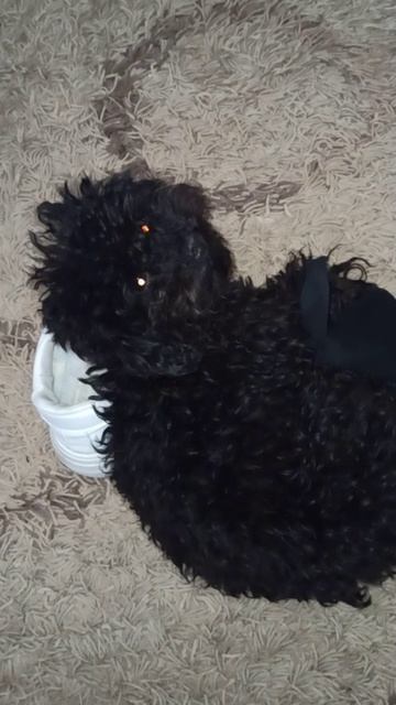 Собачка Айза любит обувь 😄