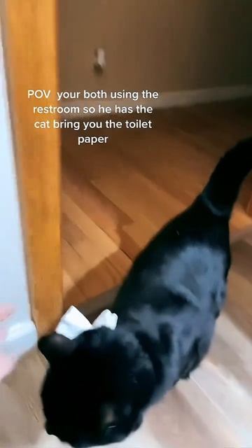 пощощь животных