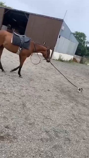 Мой конёк-горбунëк🤩))