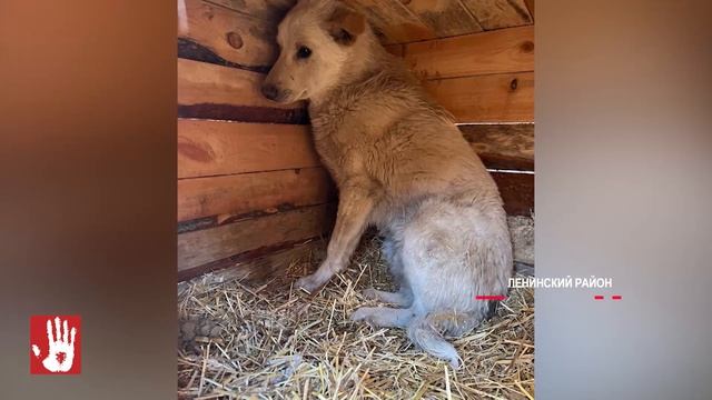 В Каслях нападение бездомных собак на ребенка обернулось уголовным делом