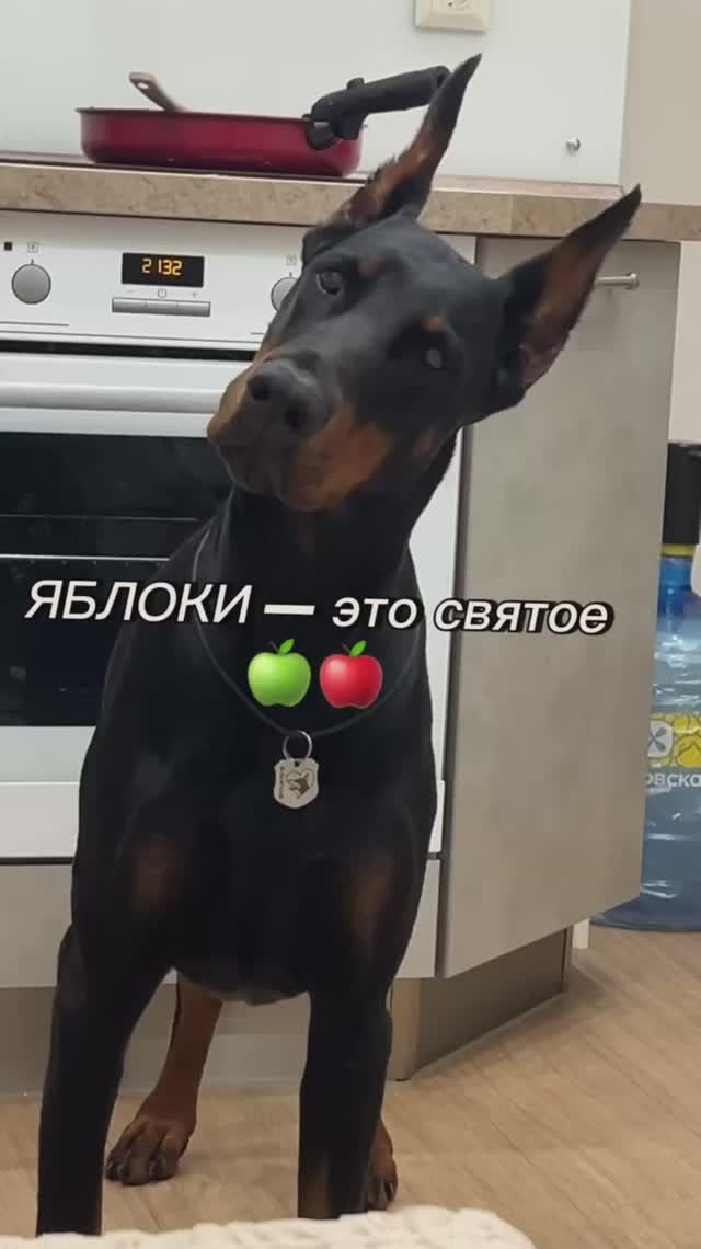 СВЯТЫЕ ЯБЛОКИ🪽