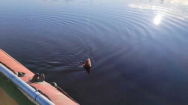 «Плотва на реке Паша»