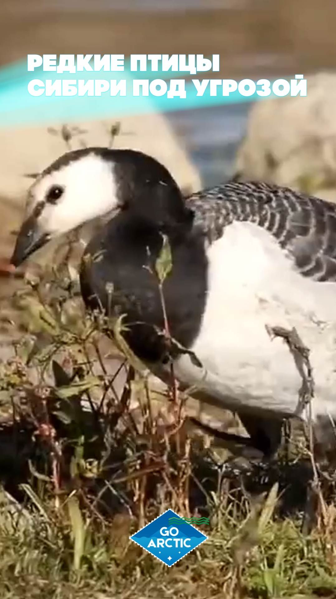 Редкие птицы Сибири под угрозой